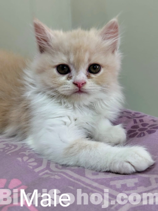 Traditional Persian Kitten